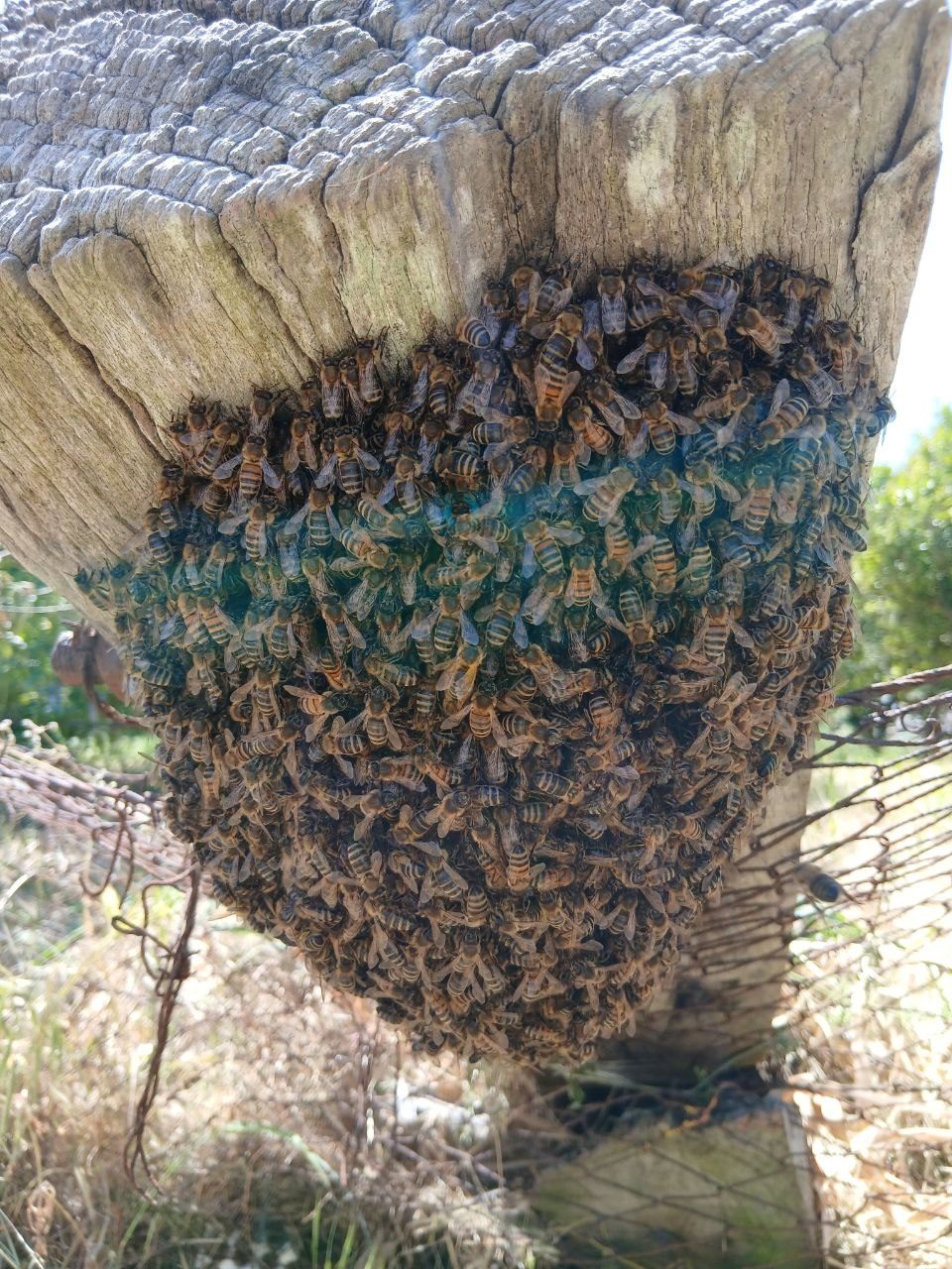 Sciame d'api recuperato a Roccapalumba